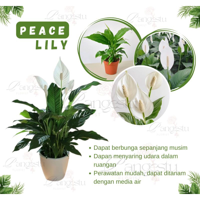 Bunga Peace Lily/Spatufillum