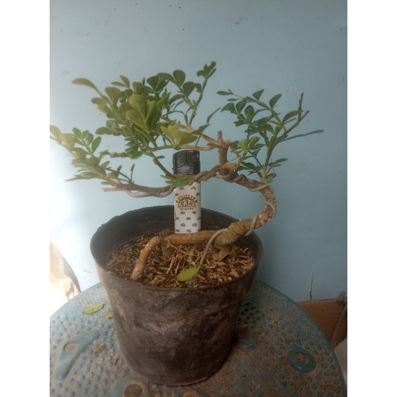 Bonsai Kawista Mame