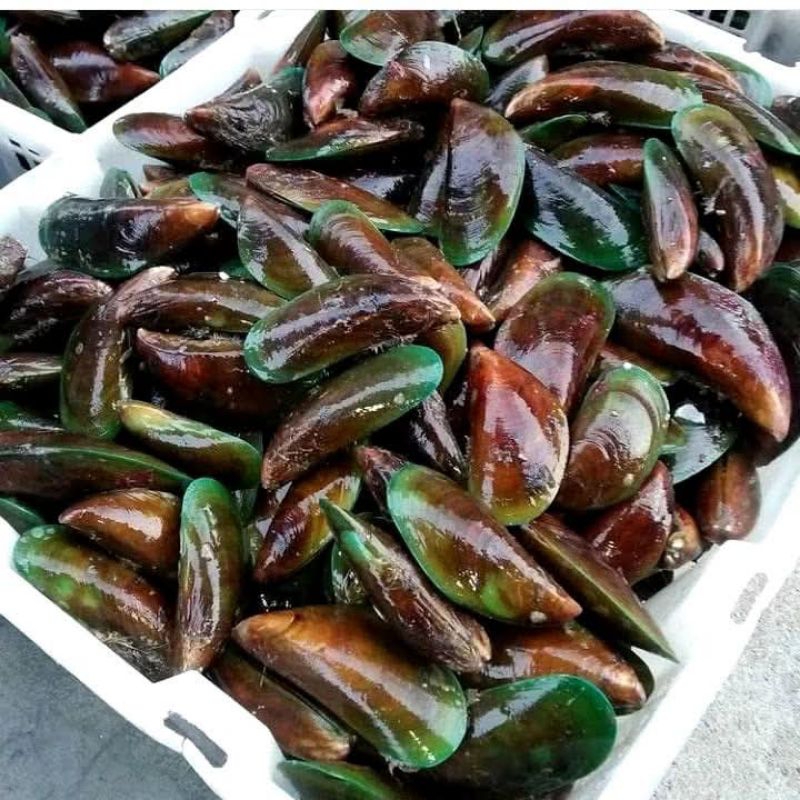 

KERANG IJO 1KG