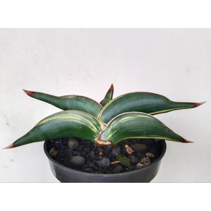 Sansevieria Rorida varigata