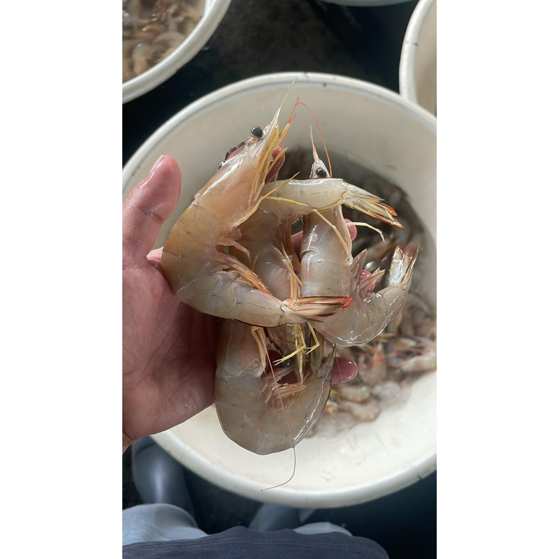 Udang jerbung seafood segar hasil laut