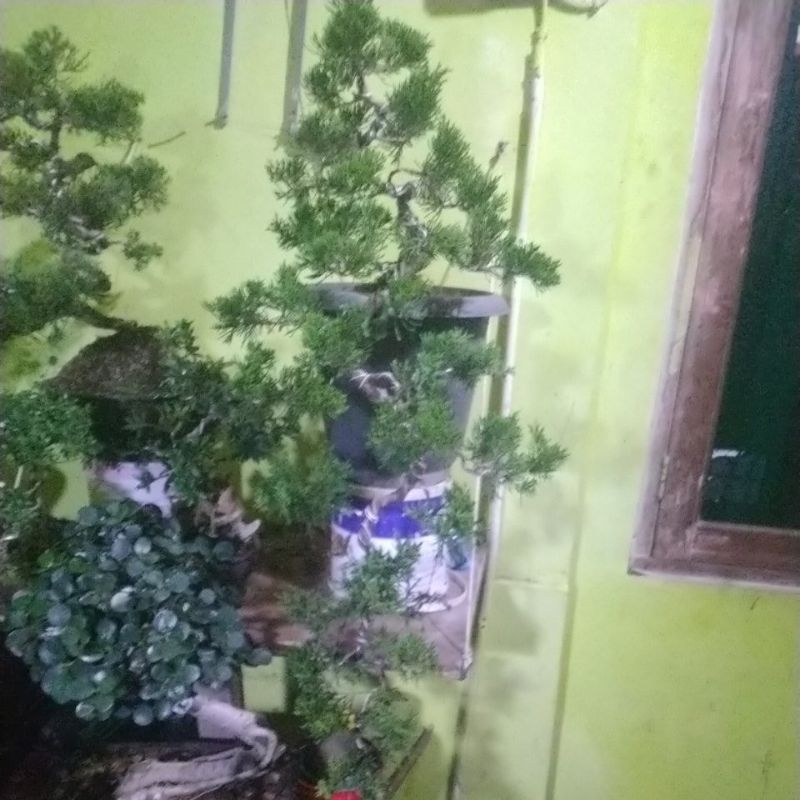 bonsai cemara sinensis cascade