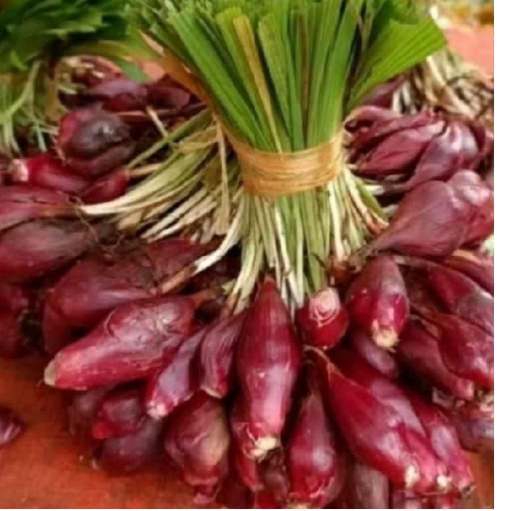 

Bibit bawang Dayak super segar berakar asli 1 kg