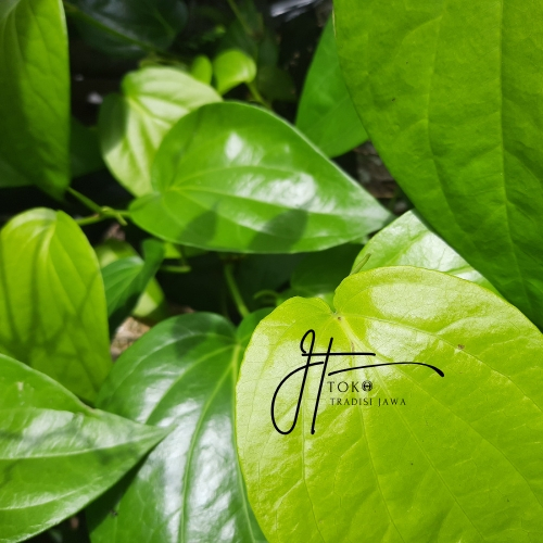 

DAUN SIRIH FRESH - Suruh Organik Segar Original 1 Ikat (Baru di Petik)
