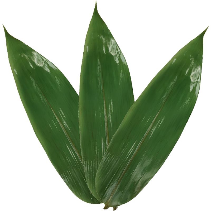 

Daun bambu jumbo segar 100 lembar