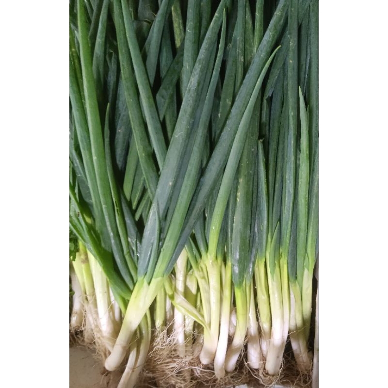 

daun bawang besar 250gr