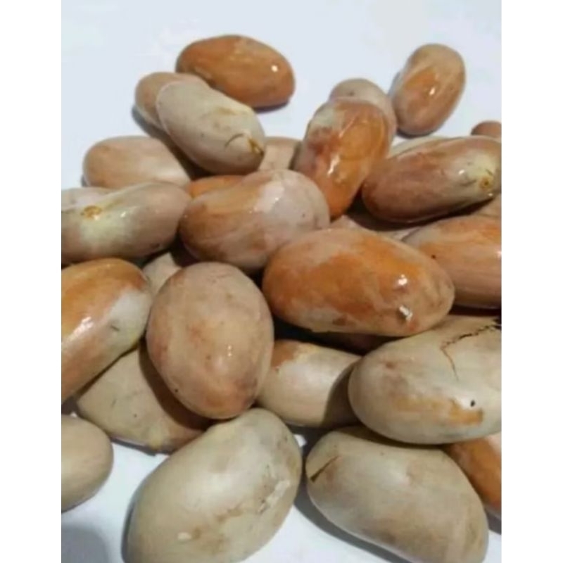 

Biji nangka (10biji)