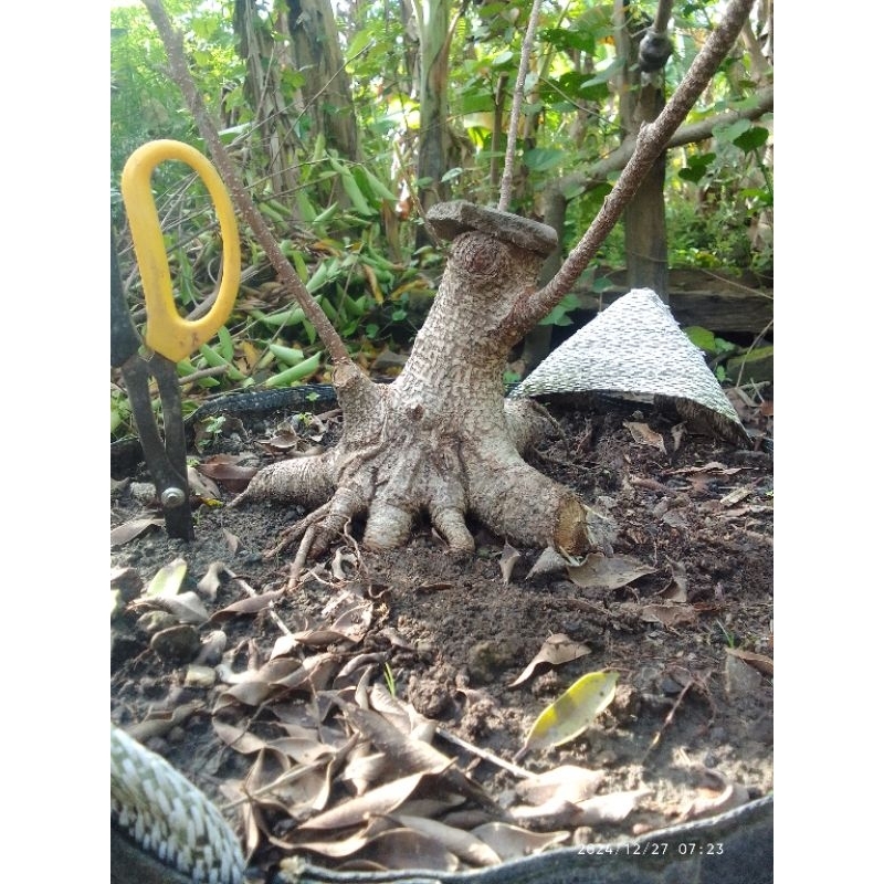 kimeng Bogel Realpict