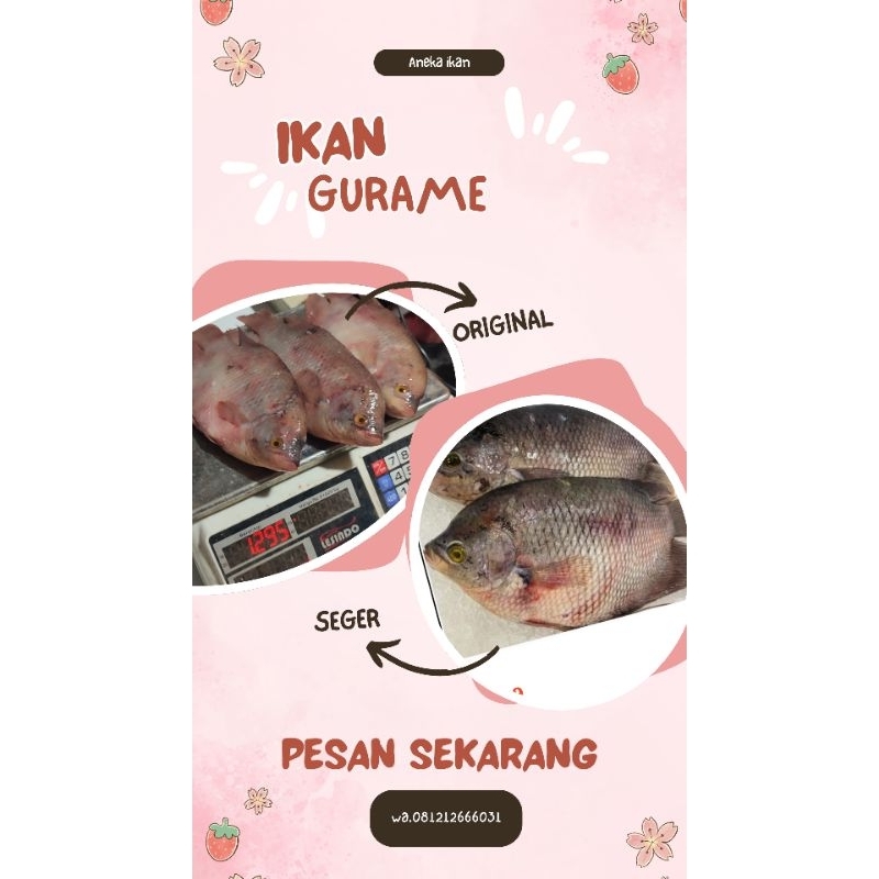 

ikan Gurame