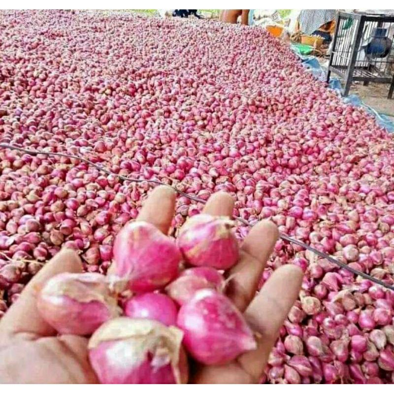 

bawang merah 1 kg