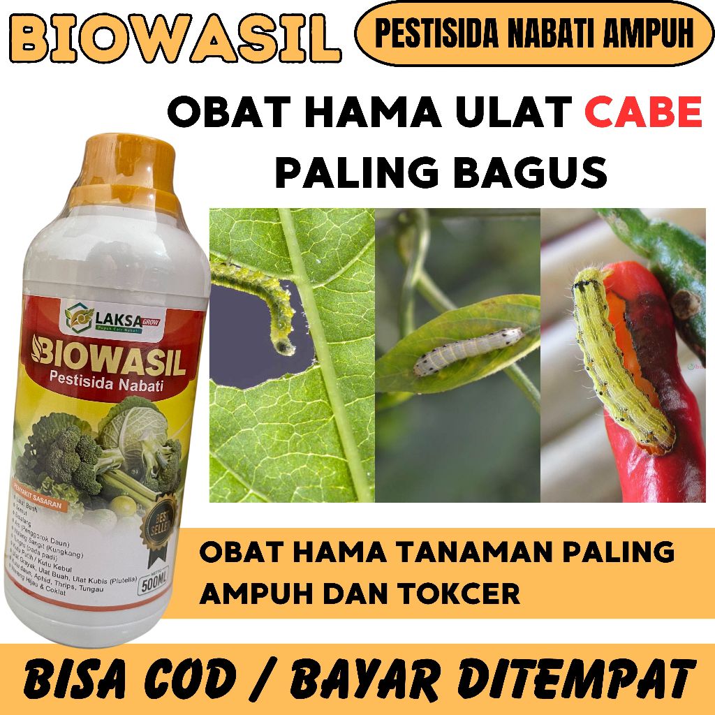 (TERLARIS) BIOWASIL OBAT UNTUK PENGENDALIAN LALAT BUAH PADA CABA, OBAT HAMA LALAT CABE AMPUH