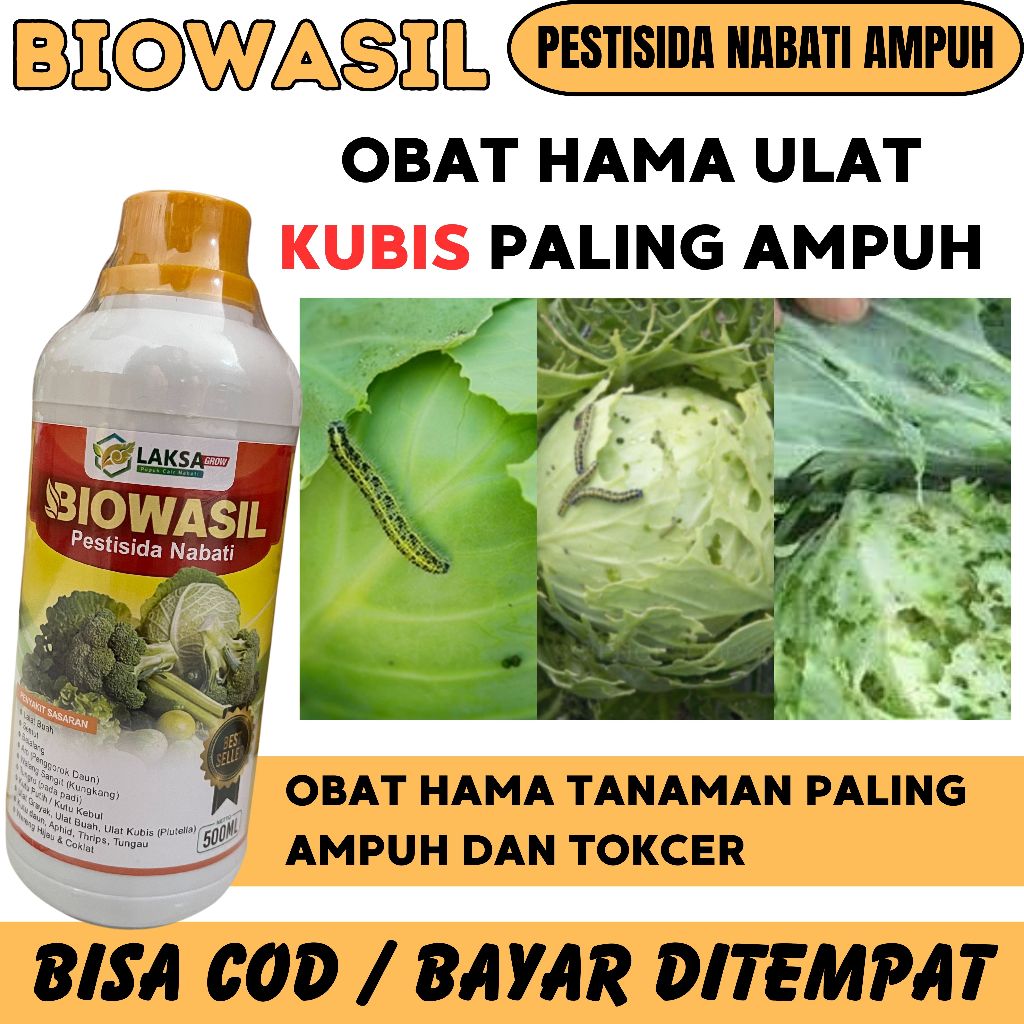 (TERLARIS) BIOWASIL OBAT UNTUK PENGENDALIAN LALAT BUAH PADA KUBIS  Pestisida Hama Lalat Buah Kubis