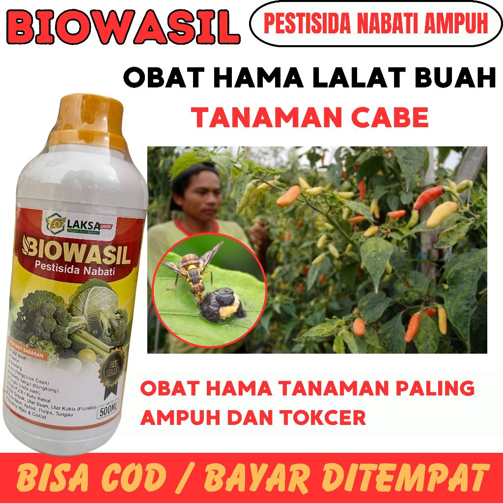 (TERLARIS) PESTISIDA HAMA LALAT BUAH CABE PALING AMPUH BIOWASIL OBAT PENGENDALIAN LALAT BUAH CABAI