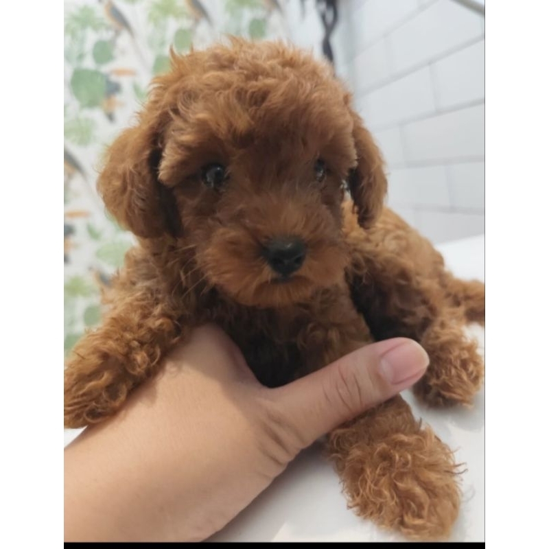 MURAH ANAK ANJING POODLE MALTIPOO NON VAKSIN, SEHAT, LINCAH