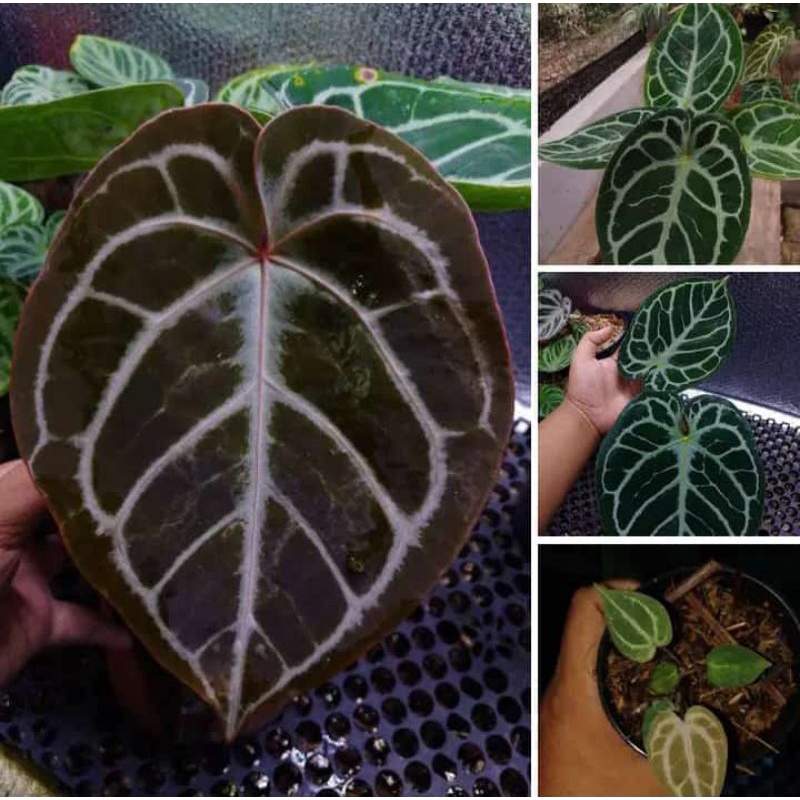 anthurium kuping gajah hu x red