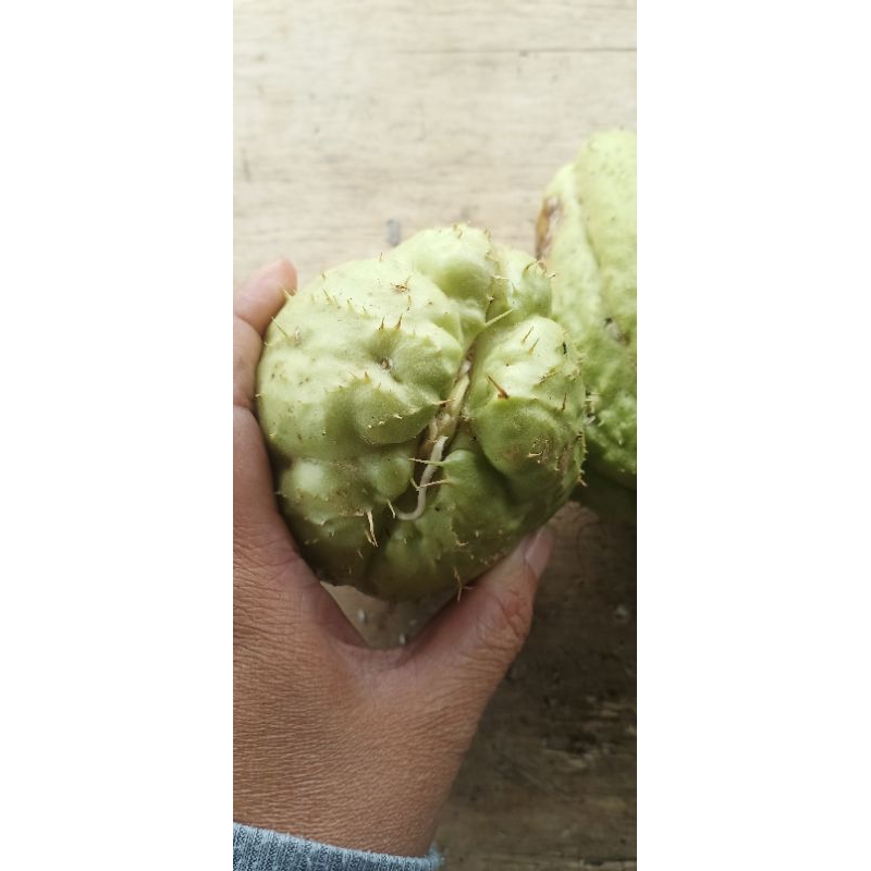 bibit labu Siam/ jipang siap tanam