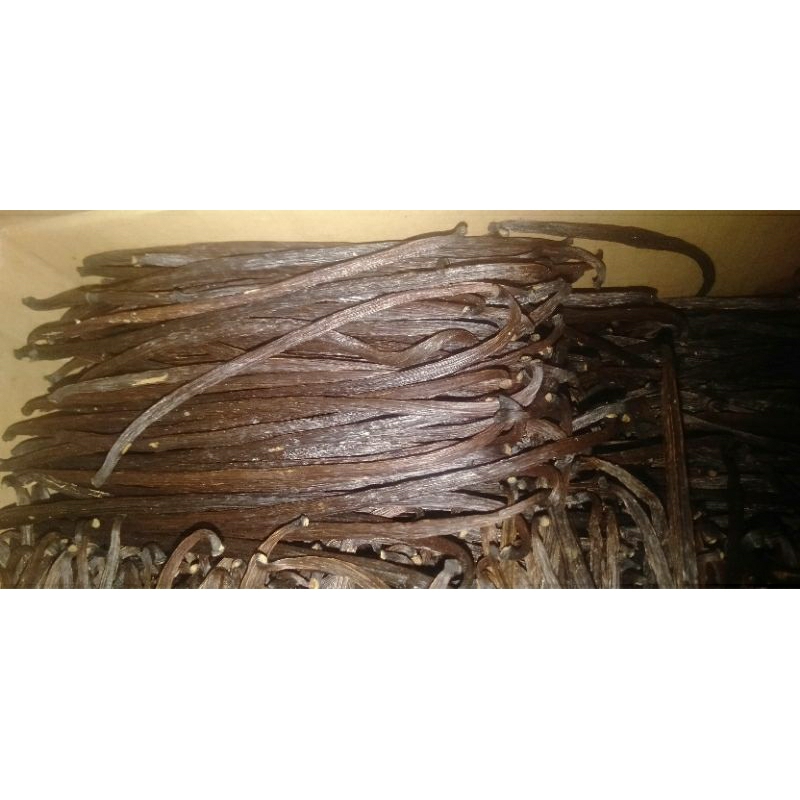 

Vanilla Bean Planifolia