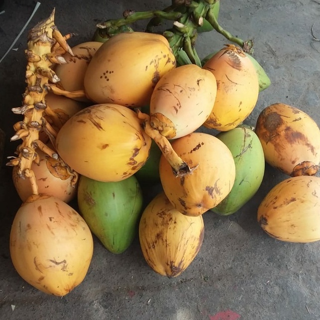 

KELAPA CENGKIR / KECIL PER BIJI