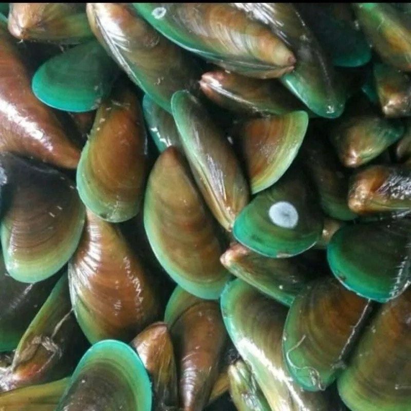 

Kerang Hijau Besar