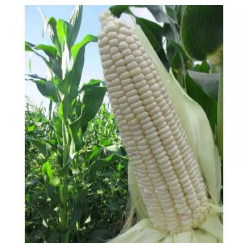 benih jagung putih ketan pulut 1kg cepat tumbuh