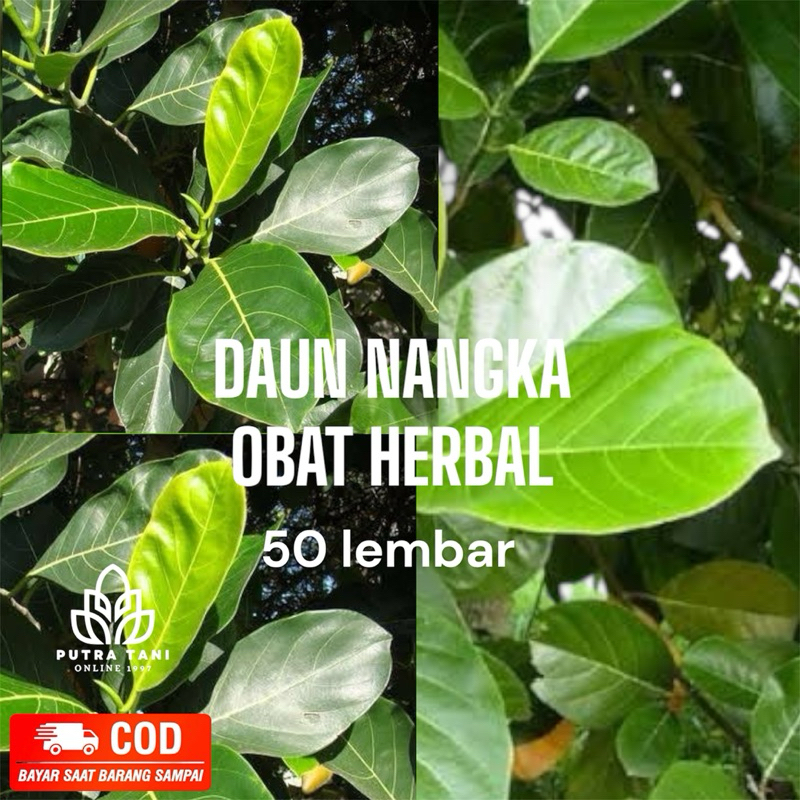 

DAUN NANGKA SEGAR 50 LEMBAR SEGAR OBAT HERBAL OBAT TRADISIONAL OBAT ALAMI DIPETIK LANGSUNG SAAT ORDERAN MASUK