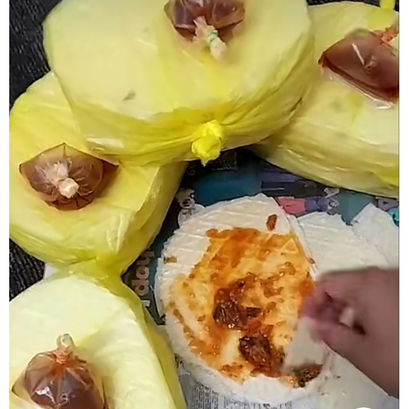 

( KODE B ) Gambir ikan asli pasean madura