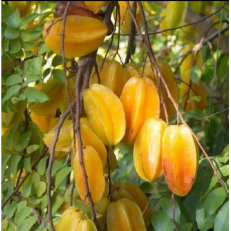 bibit belimbing madu sudah berbunga siap berbuah