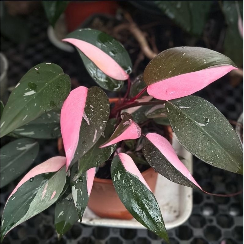 Tanaman Hias Philodendron Pink Princes - Philo Pink Princes Cantik Murah
