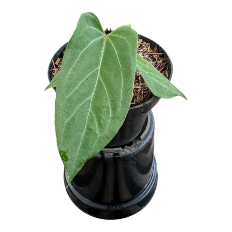 Tanaman hias Anthurium papilaminum red stem X velvet moira selected ( real pick )