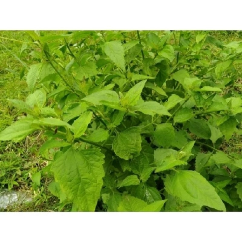 

Daun balakacida/kiriyuh/kopasanda segar 500 gram