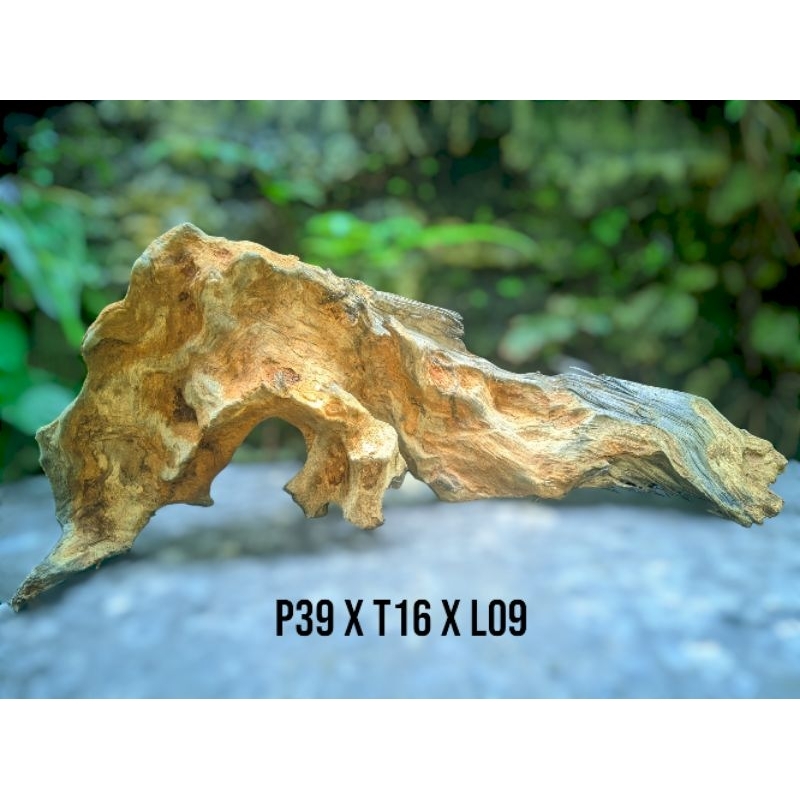 Kayu aquascape size XXL full tenggelam murah