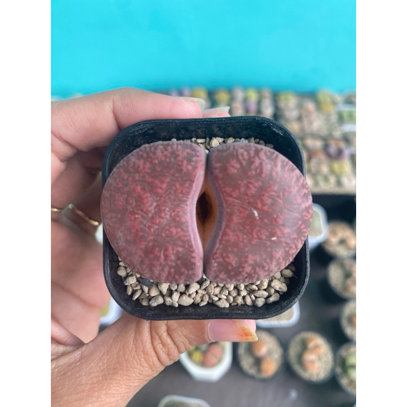 lithop/lithops living stonne ukuran jumbo