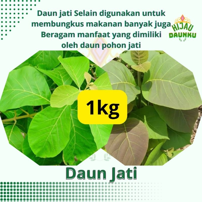 

1kg Daun Pohon Jati Segar di Petik Saat Orderan Masuk Kaya Akan Manfaat