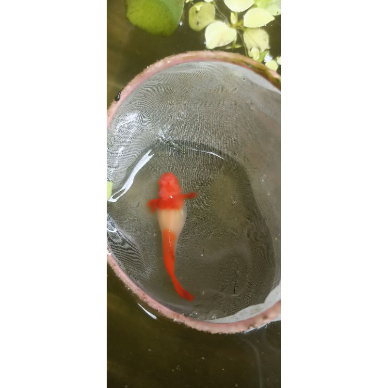 GUPPY albino king koi gen red ear original, top grade A ikan berkualitas calon untuk indukan