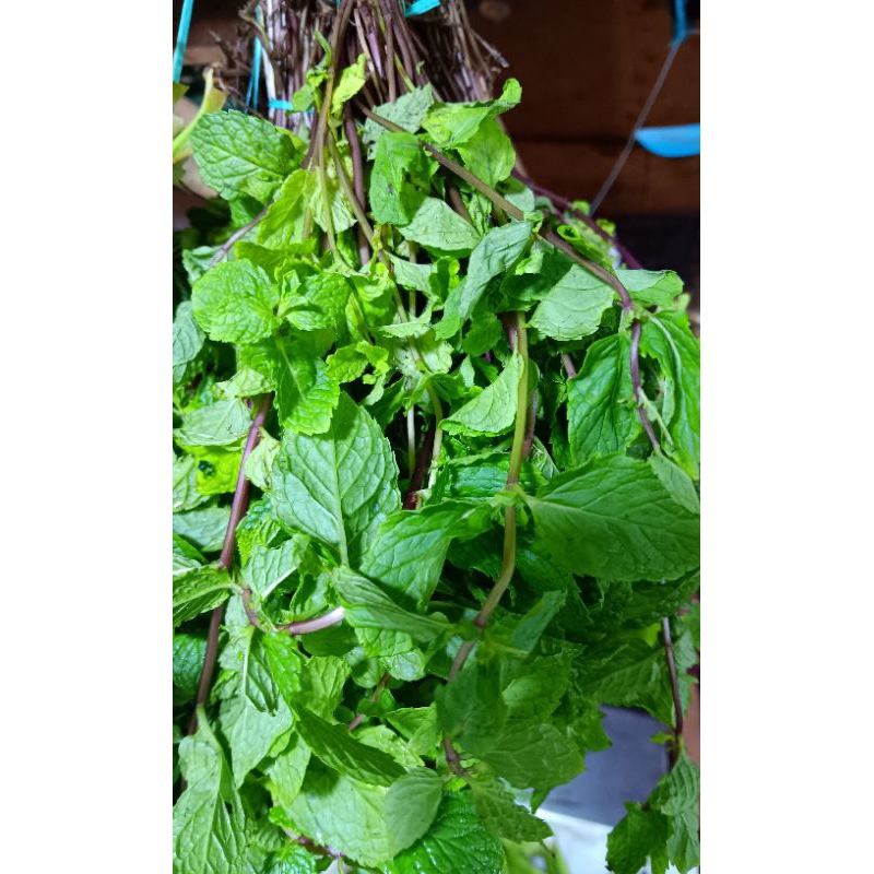 

daun mint segar 250gr