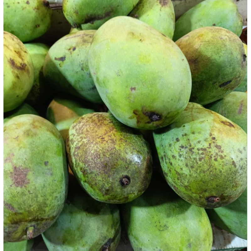 

mangga harumansi segar 1.kg