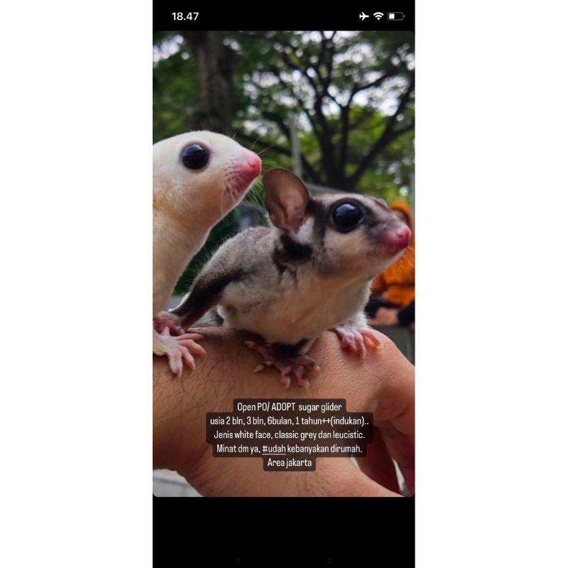 leucistic, sugarglider