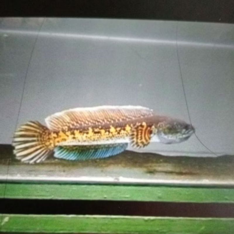 

Auranti Maculata Cb Dieng 3-6CM