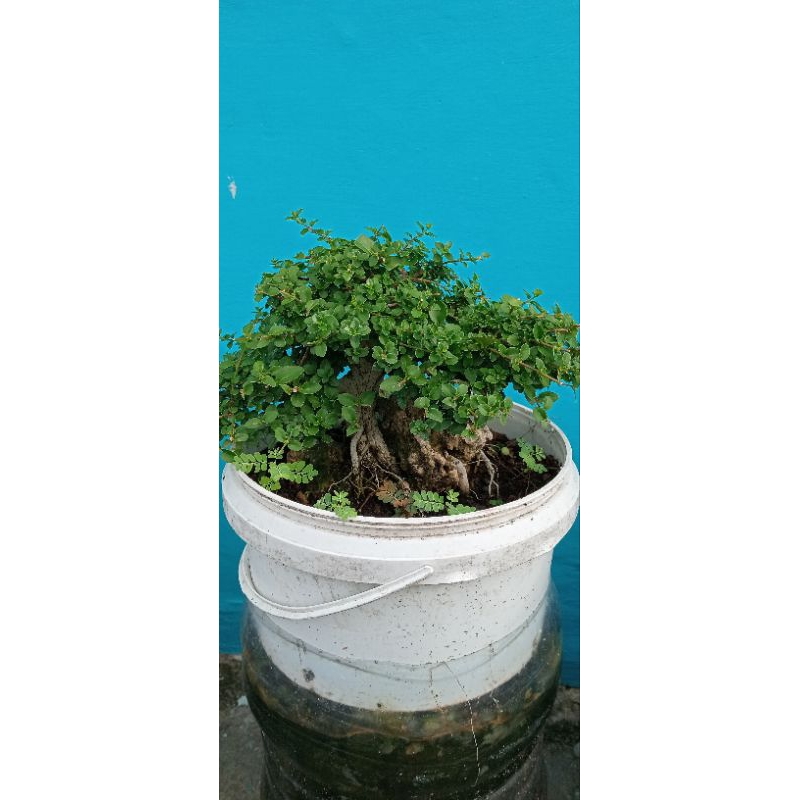 BAHAN BONSAI SANCANG MAME ON THE ROCK.