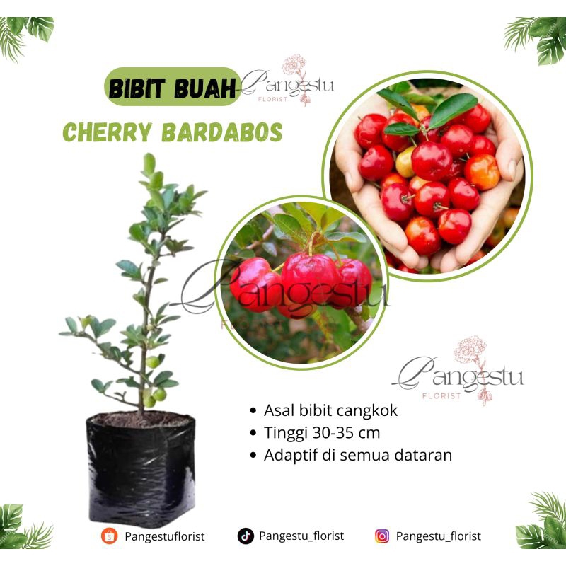 

Bibit Buah Cherry Barbados