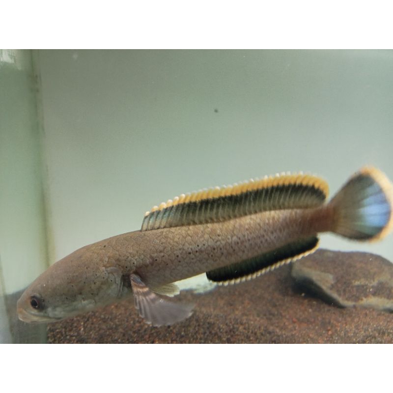 ketapang LIMBATA SINGLE TANK BERMENTAL(FREE STIKER)