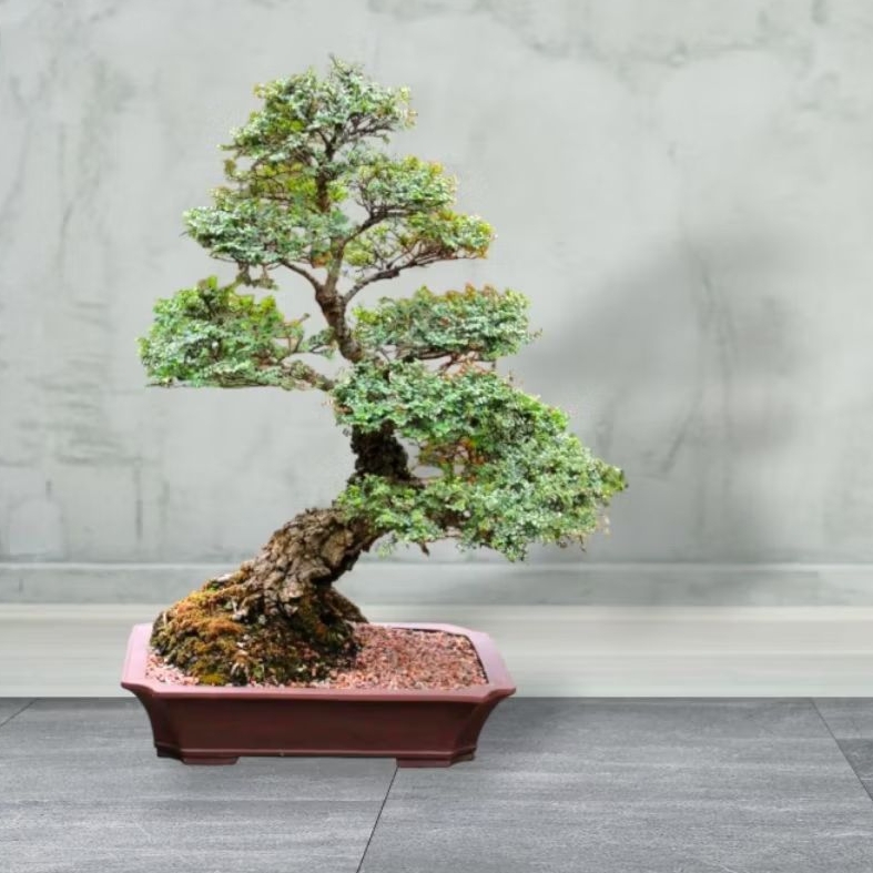 Bahan Bonsai Ulmus Super Micro/Ulmus Seiju Ori/import