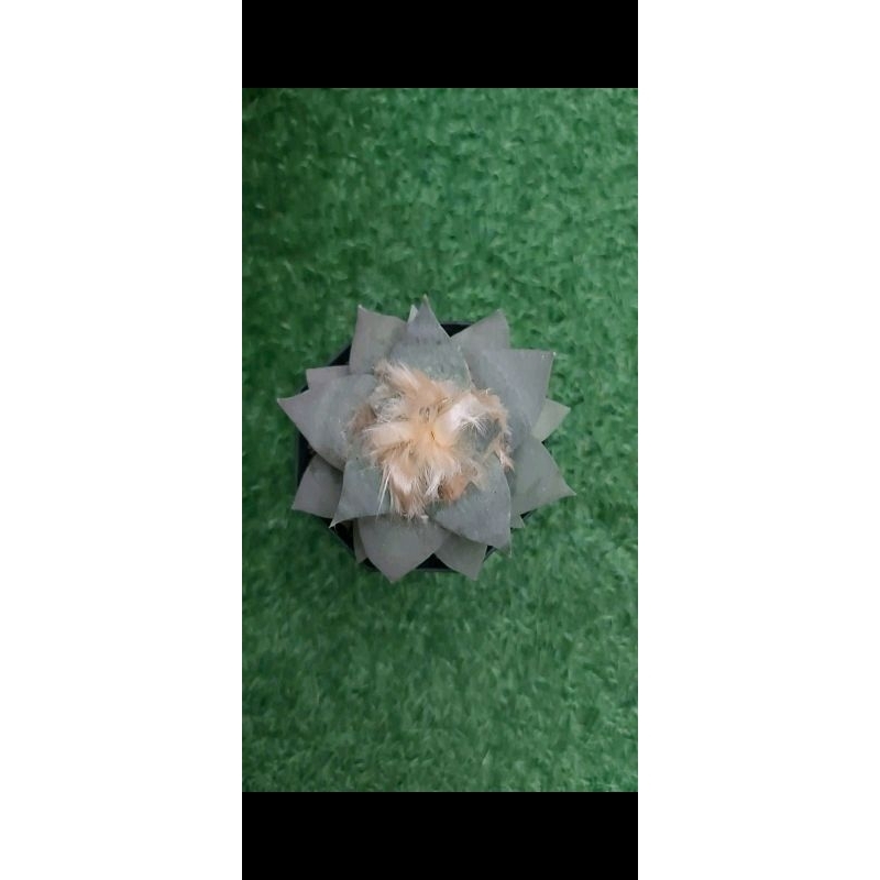 Ariocarpus Retusus besar