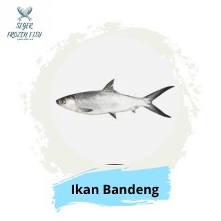 

Ikan Bandeng Frozen Size 7-8 1 Kg