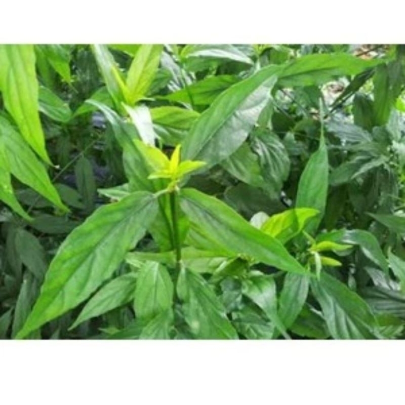 

500Gram Daun Belalai Gajah Daun Segar Herbal