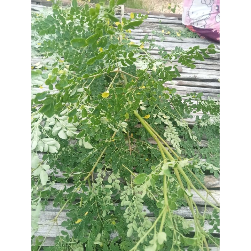 

daun kelor,DAUN KELOR KUAH ATAU OBAT JUGA BISA