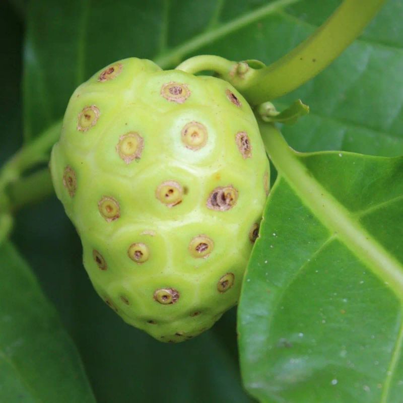 

BUAH PACE OBAT HERBAL