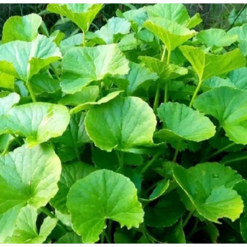 

daun antanan segar 500 grm