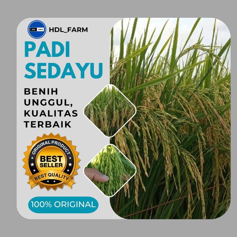 BIBIT PADI | BENIH PADI SEDAYU  KEMASAN 5KG