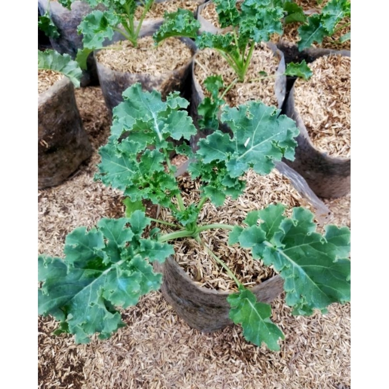 bibit tanaman sayur kale Curly